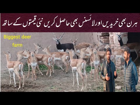 biggest deer farm of Pakistan | Deer Farming Business| Hiran Farming in Pakistan| Deer Farming|hiran