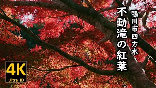 鴨川市四方木 不動滝の紅葉 2023