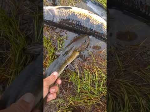 #Piracema de traíras em Seringueira  Rondônia