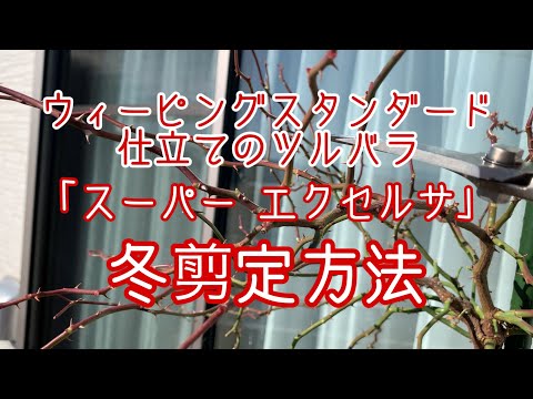 つるバラ「スーパーエクセルサ」 植物