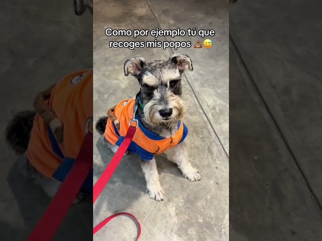 Vídeo relacionado con The Dogfather - Regalo para papá de perro Camiseta