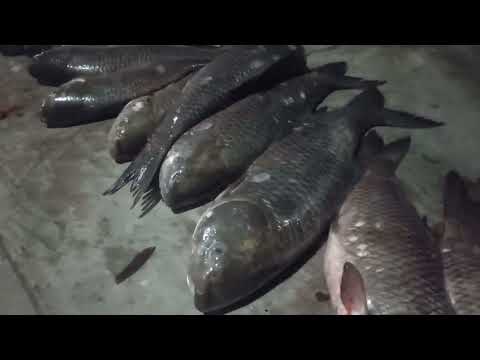 satluj fish ka shikar 