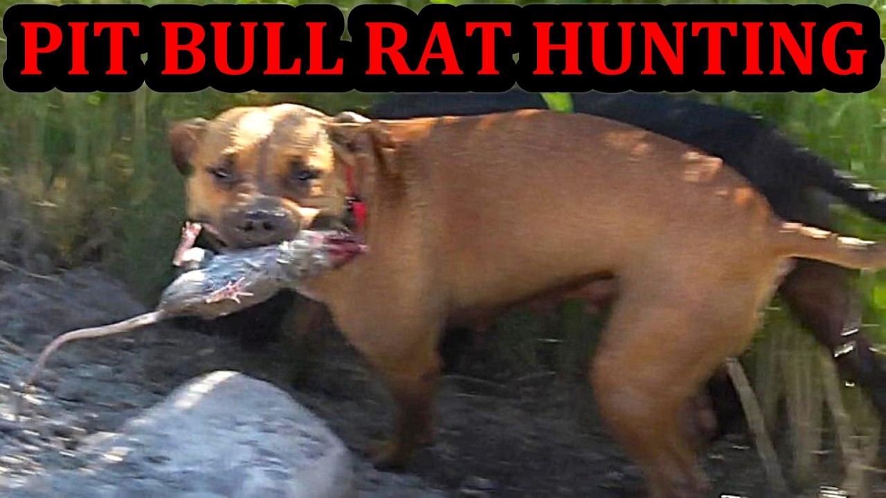 Grit the Pit Hunting Canal Rats