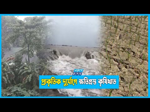 বর্ষা মৌসুমেও বৃষ্টি নেই; হুমকির মুখে আমন ধান আবাদ!
