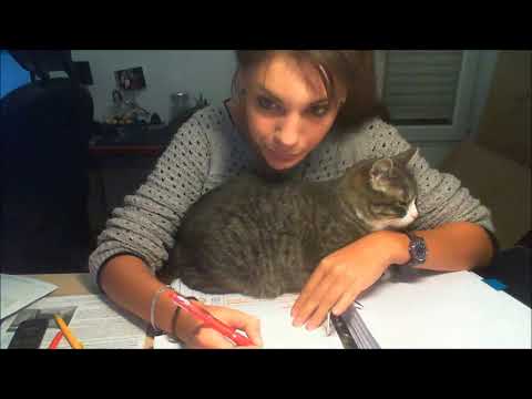 Trying to study with a cat