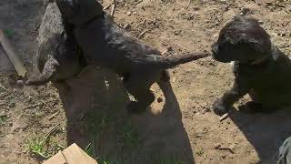 Ranolia Riesenschnauzer C kuldet