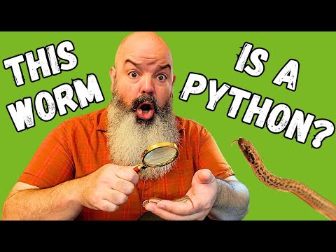 The ACTUAL Smallest Python on the Planet!