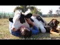 Rescued Dairy Cow Loves the Affection of the ...