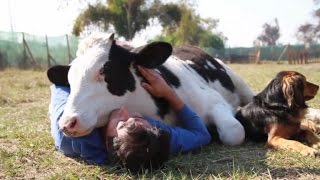 Rescued Dairy Cow Loves the Affection of the People Who Saved Him