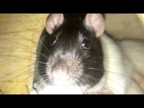10 Weird Yet Totally Normal Behaviors (and More) from Pet Rats Video