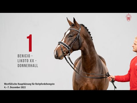 Westfälische Hauptkörung 2022 Reitpferde: Kat.Nr. 01 Benicio  -  Likoto xx  -  Donnerhall