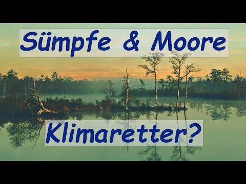 Klimaretter Sümpfe und Moore?