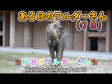 バラの茂みを水中で切る：1か月で結果を保証するステップバイステップガイド！  庭園