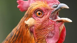 Bible Prophecy is Changing News 3-20-2015 - U.S. reports bird flu outbreak in California