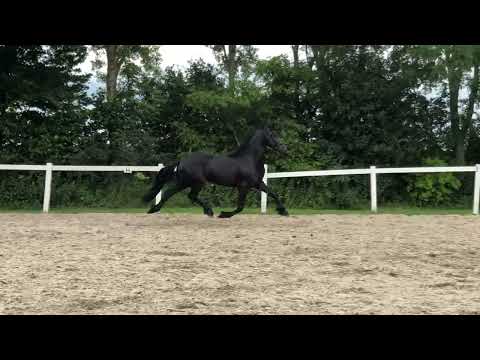 Stal Okkema's Mayra - Tjebbe x Beart - Mare - 2020