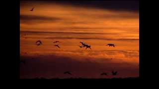Mike Oldfield - Wild goose flaps its wings