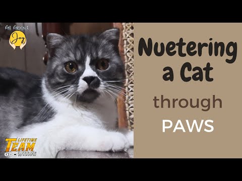 Neutering a Cat through PAWS