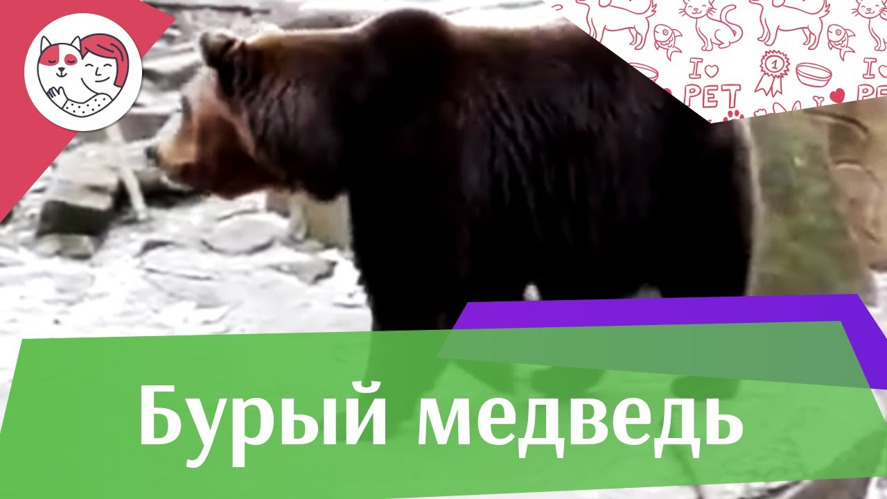 Бурый медведь Сосет ли медведь лапу на ilikepet