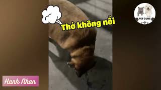 Touched by the dog being so 'STARVED' that it's 'SLICKING' at the restaurant, 😂 #pet#funny #dog #fyp