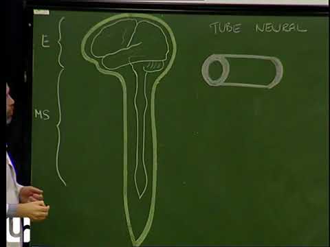Anatomie générale 6 - Anatomie générale du système nerveux - ANATOMIE