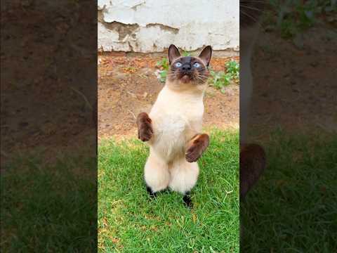 Pepino bebe agua🐈💦 #gatitos