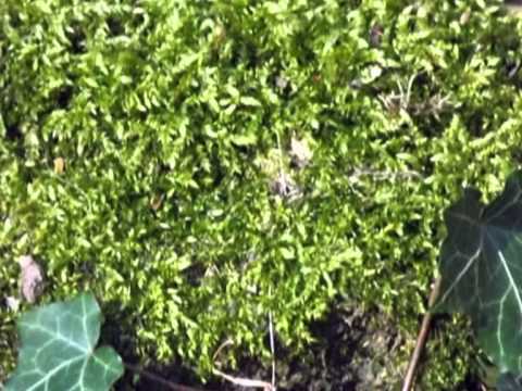 Rund um Burscheid April 2013