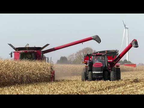 Harvest 2020 | Case IH Axial Flow 7130 Combine Harvesting Corn | Corn Harvest 2020
