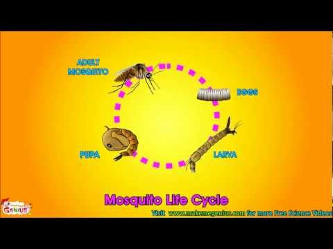 Life Cycle  Video for Kids - Science Learning  from makemegenius.com