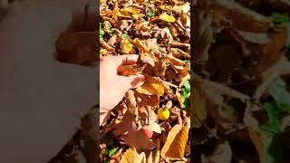 Download lagu Suara ASMR yang Memuaskan | Daun Kering Musim Gugur mp3