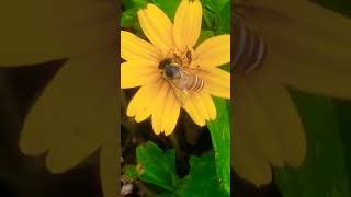 Download lagu ᭚ᬜᬯᬦ᭄‌᭟ (Nyawan) Lebah #lebah Bee #bee Bees #bees 121 mp3