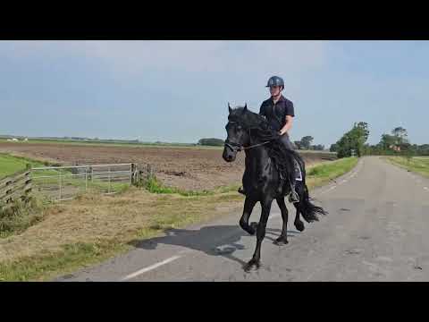 Stal Okkema's Nelson - Julius x Abe - stallion - 2020 - 1.69m