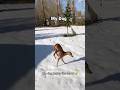My Friend S Dog VS My Dog Funny Pets Dog Foryou