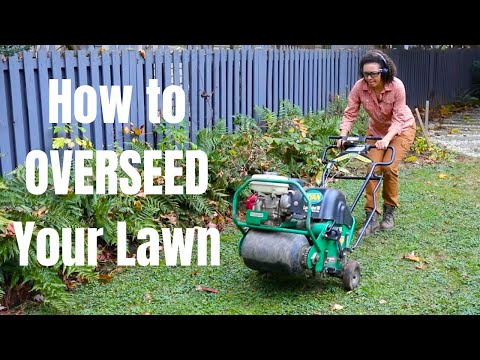 How to Overseed Your Lawn in the Fall - Thrift Diving