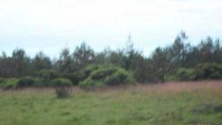 antonio aguilar pero chupale al maguei