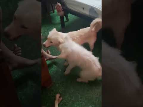 Cute dog 🐶♥️#viral #shorts #song #music