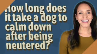 How long does it take a dog to calm down after being neutered?