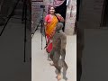 Monkey Ka Stand Pe Dance Trending Shorts Viral