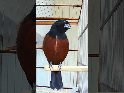 CURIÓ CANTO PRAIA CLÁSSICO