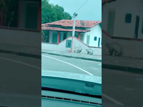 Rua e casas em Monte Cristo. Saubara/Bahia.