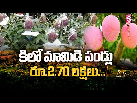 One Kg Mangos Price Rs. 2.70 Lakhs | The Worlds Costliest Mango | Miyazaki Mango | SumanTV