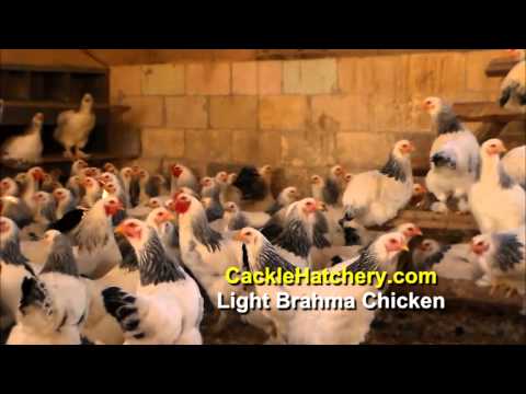 , title : 'Light Brahma Chicken Breed (Breeder Flock) | Cackle Hatchery'