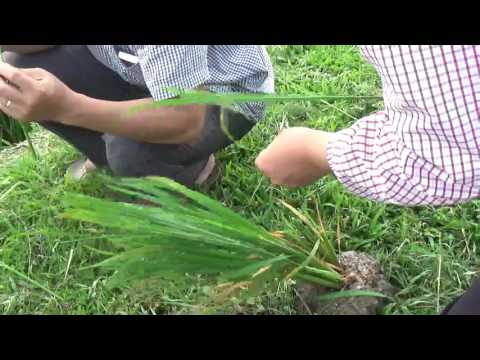 KT phòng trừ dịch hại tại HTX Nghĩa Hồng