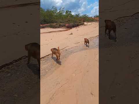 Na usina em Vilhena-Ro.