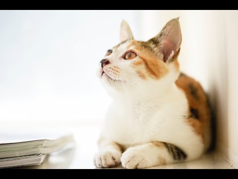 Moments of cats' lives-18