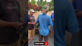 Download lagu The boss of Balian buys a super Bangkok chicken for 75 #chicken mp3