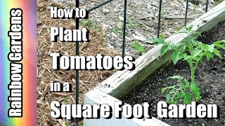 How to Plant Tomatoes in a Square Foot Garden and Trellis Ideas