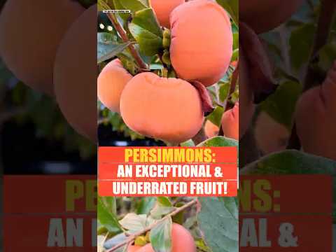 Fuyu persimmons are a truly underrated fruit.