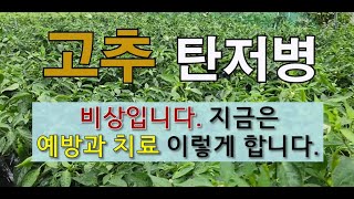 고추 탄저병 비상입니다 지금은 예방과 치료 이렇게 합니다. #고추 탄저병 예방과 치료 #장마철 고추관리.