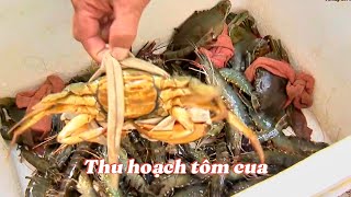Extensive crab farming in 2 stages achieves high efficiency