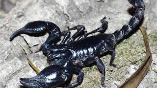Download lagu Malaysian Black Scorpion / Heterometrus Spinifer mp3